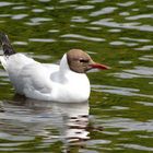 irish waterbird