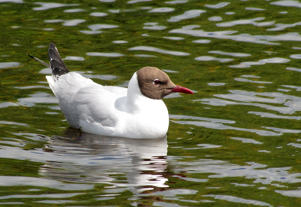 irish waterbird