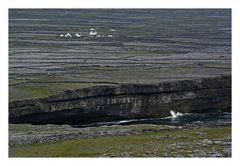 irish wilderness