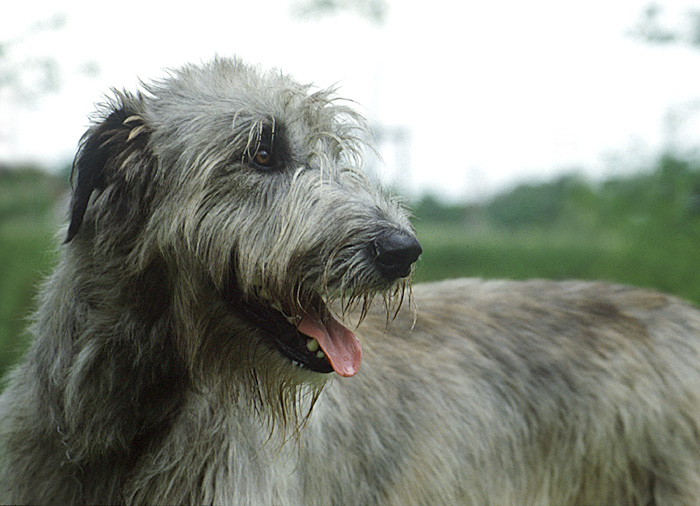 Irish Wolfhound 010