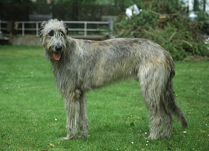 Irish Wolfhound 012