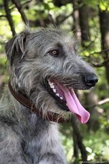 Irish Wolfhound