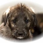 Irish Wolfhound