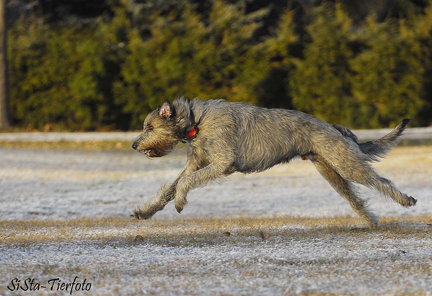 Irish Wolfhound beim Coursing-Training