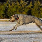 Irish Wolfhound beim Coursing-Training