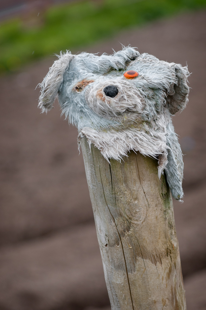 Irish-Wolfhound