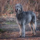 Irish Wolfhound