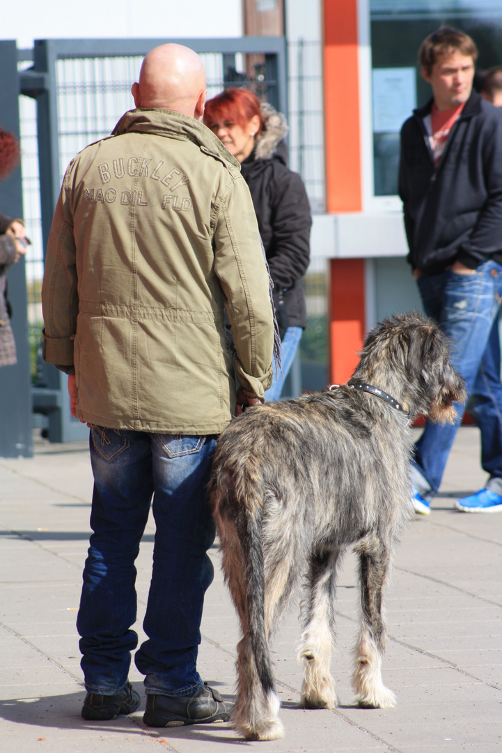 Irish Wolfhound gefunden ... 6