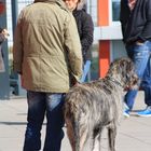 Irish Wolfhound gefunden ... 6