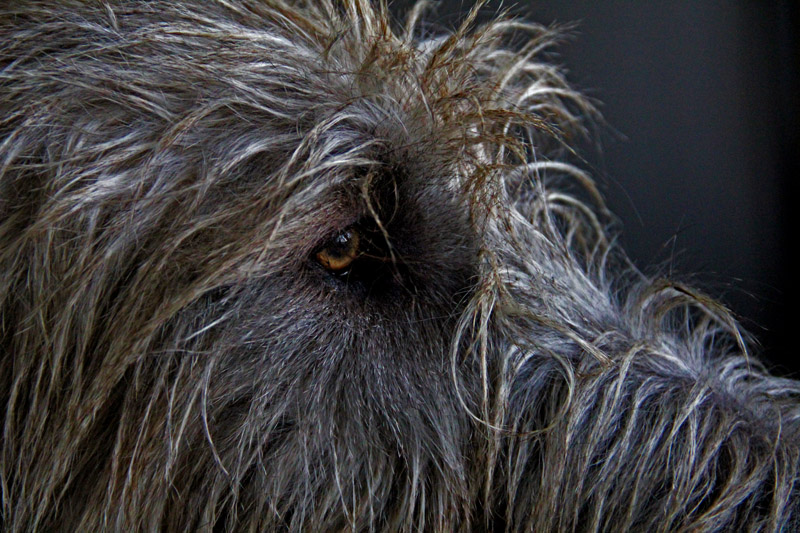 Irish Wolfhound  "Gonzo" ;-)