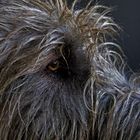 Irish Wolfhound  "Gonzo" ;-)