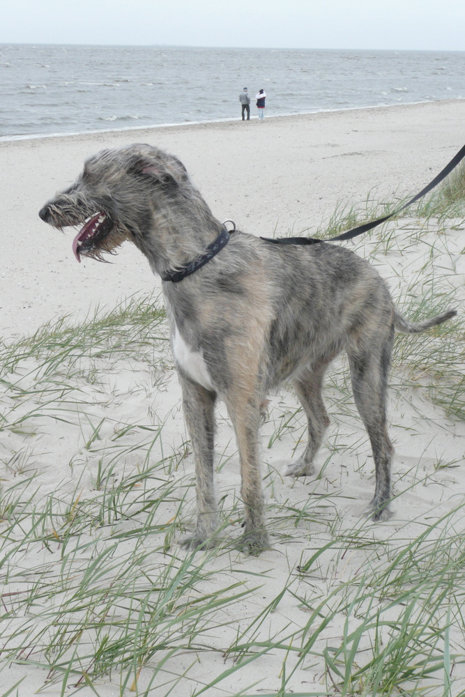 Irish Wolfhound im leichten Nordseesturm