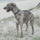 Irish Wolfhound im leichten Nordseesturm