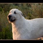 Irish Wolfhound - Rory -