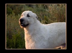 Irish Wolfhound - Rory -