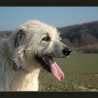 Irish Wolfhound Rory - Ziemlich fertig