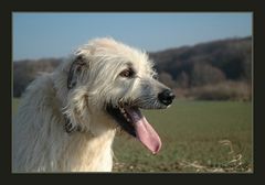 Irish Wolfhound Rory - Ziemlich fertig