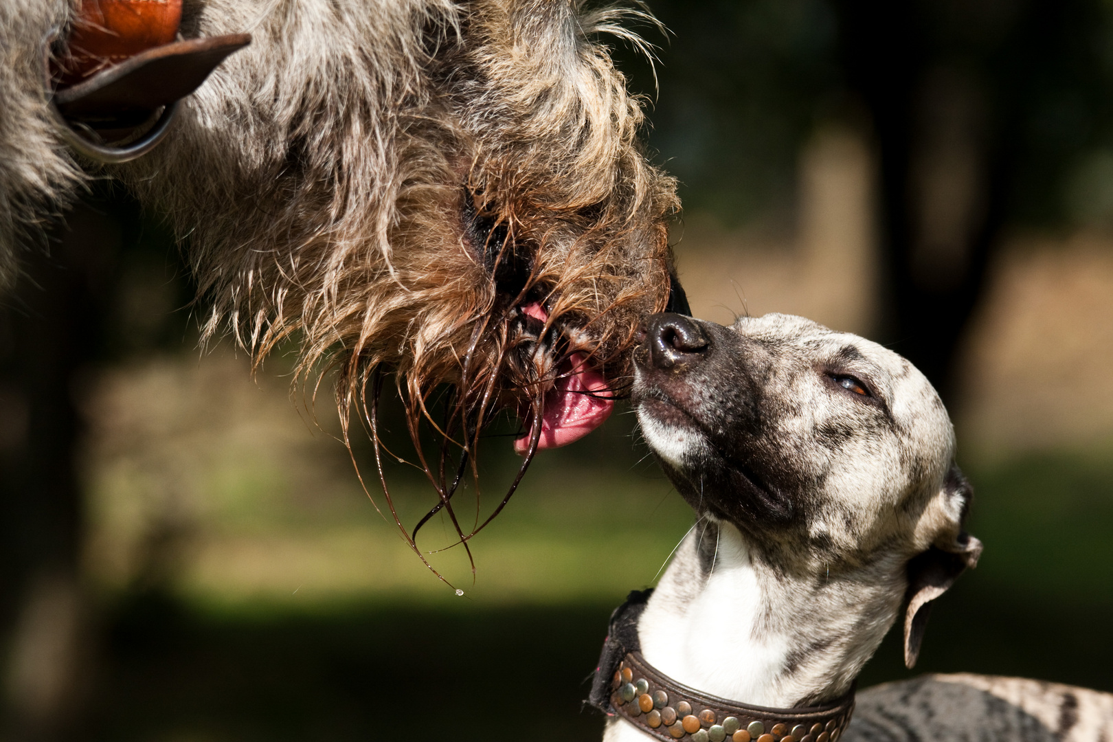 Irish Wolfhound vs. Whippet