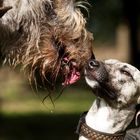 Irish Wolfhound vs. Whippet