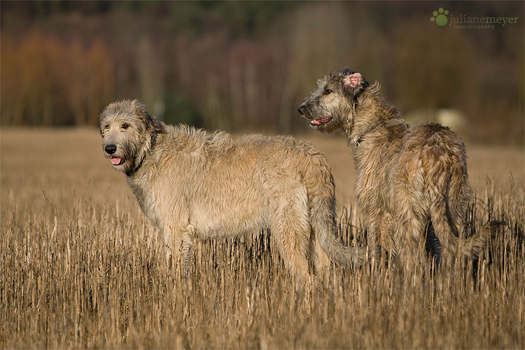 Irish Wolfhound´s