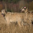 Irish Wolfhound´s