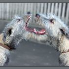 Irish Wolfhounds