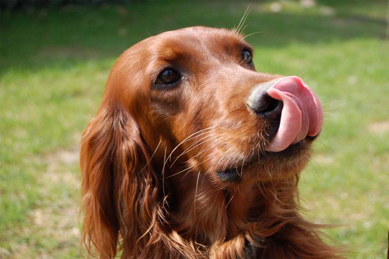 IrishSetter