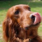 IrishSetter