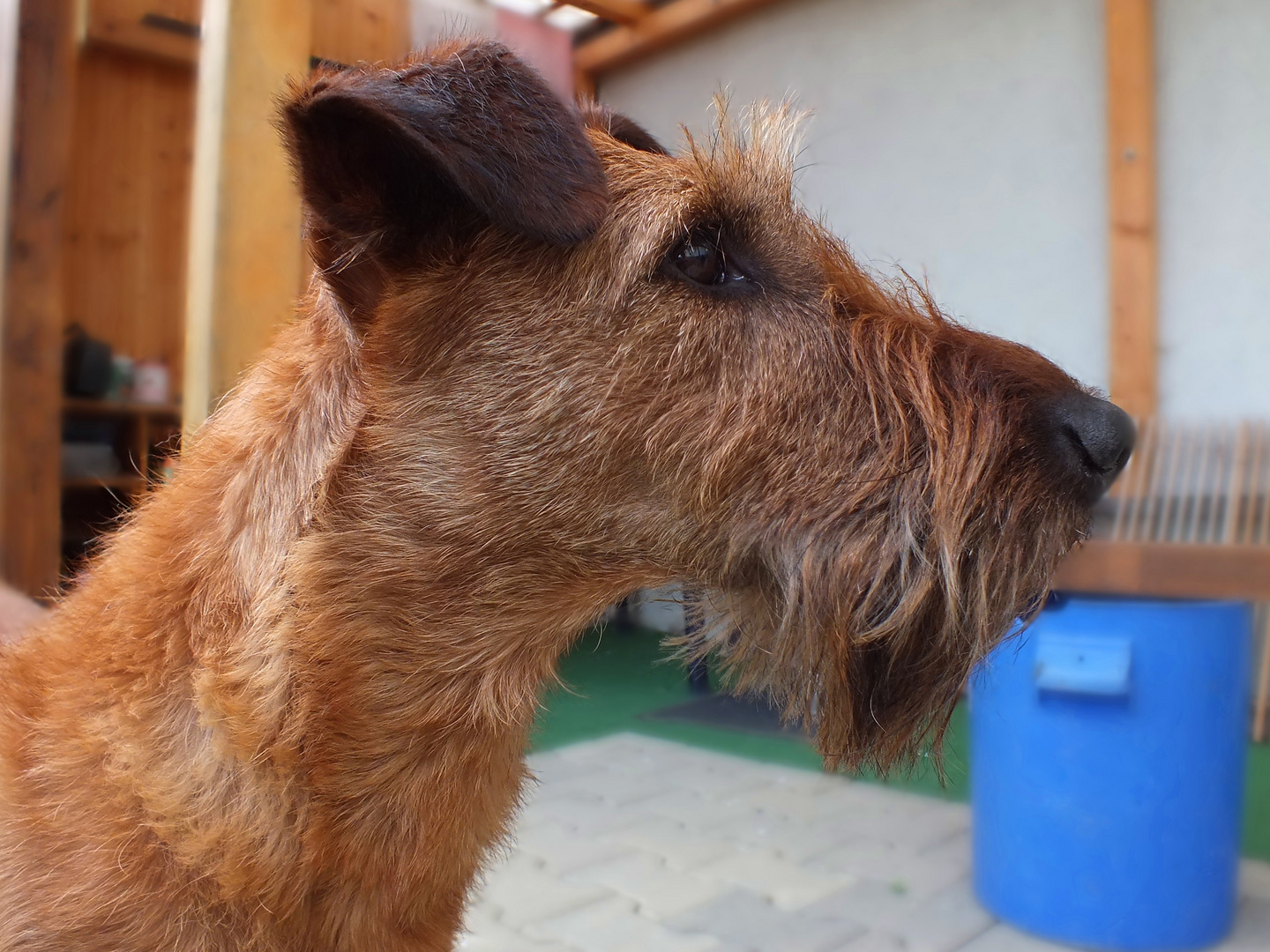 Irishterrier