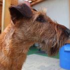 Irishterrier