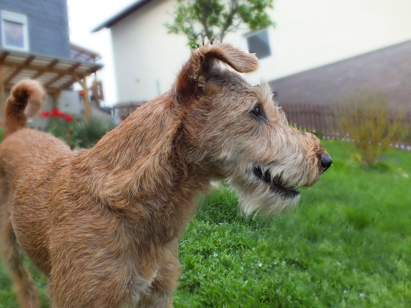 Irishterrier