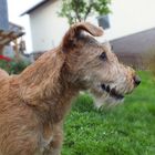 Irishterrier