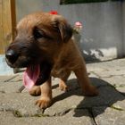 Irishterrier Welpe "von der Grevenburg"