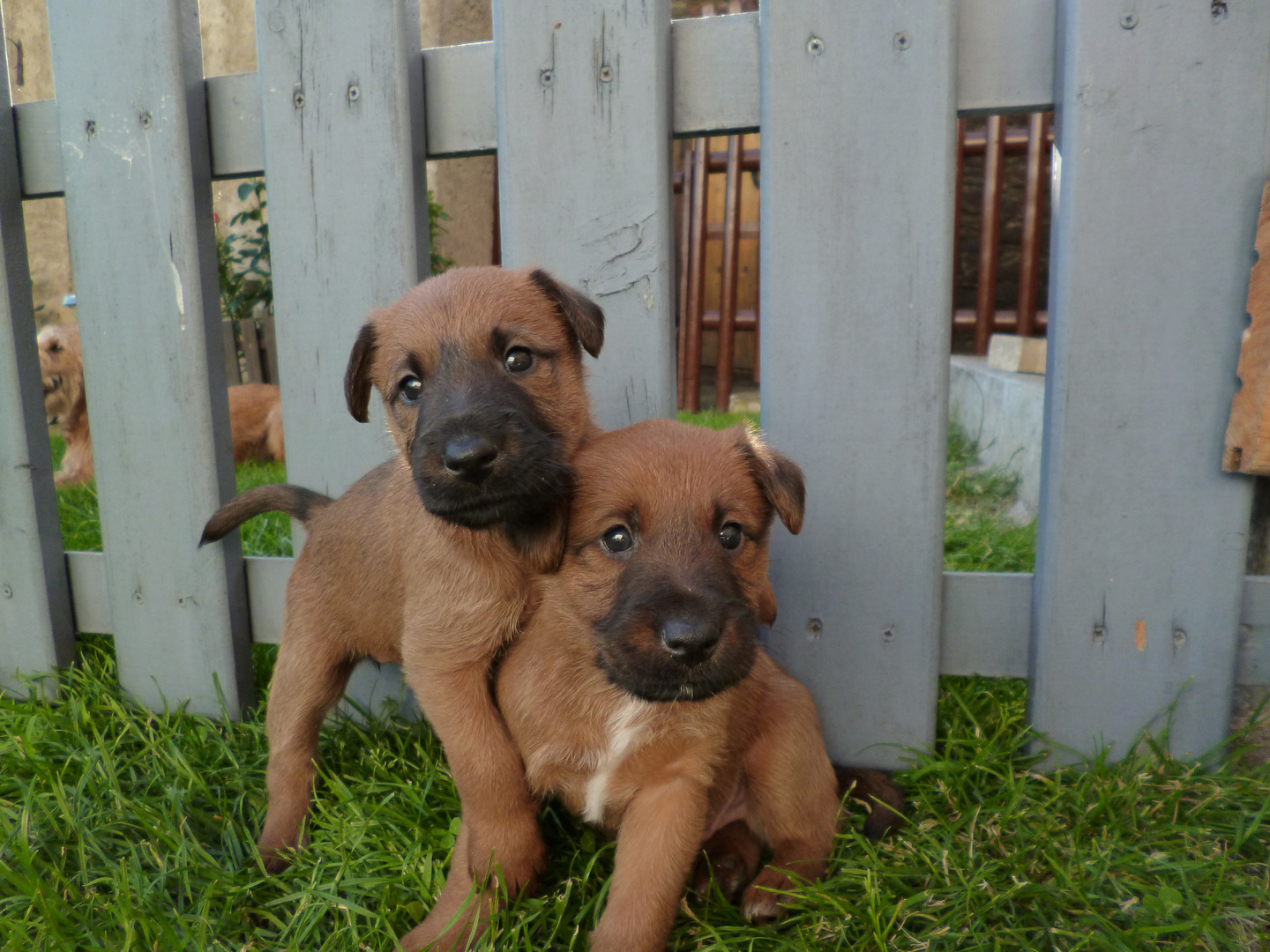 Irishterrier Welpe "von der Grevenburg" Bild 2