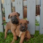 Irishterrier Welpe "von der Grevenburg" Bild 2