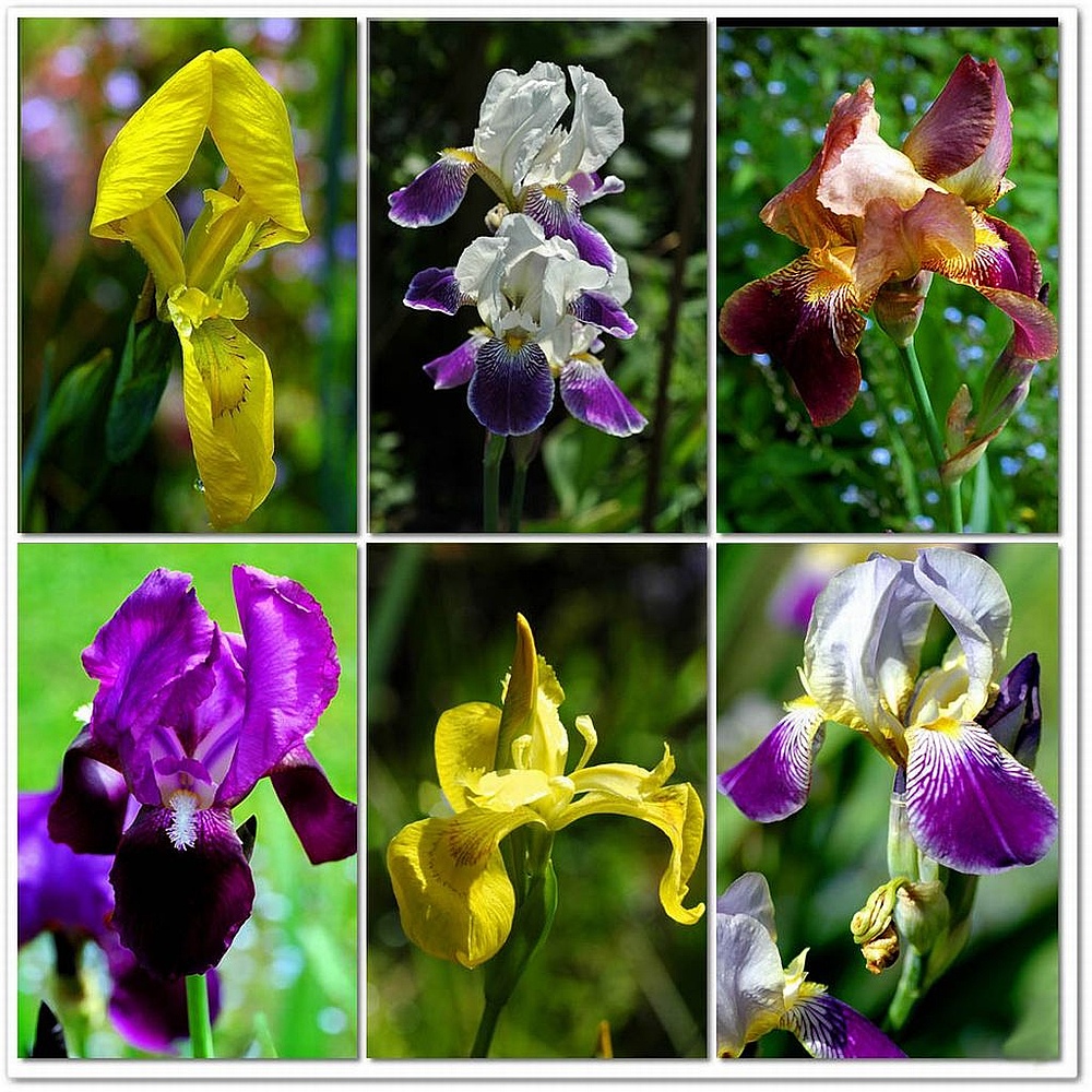 Irisierende Schönheiten