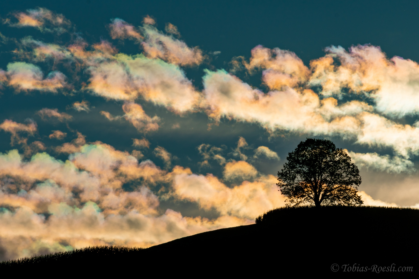 Irisierende Wolken hinter "unserem" Baum