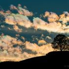 Irisierende Wolken hinter "unserem" Baum