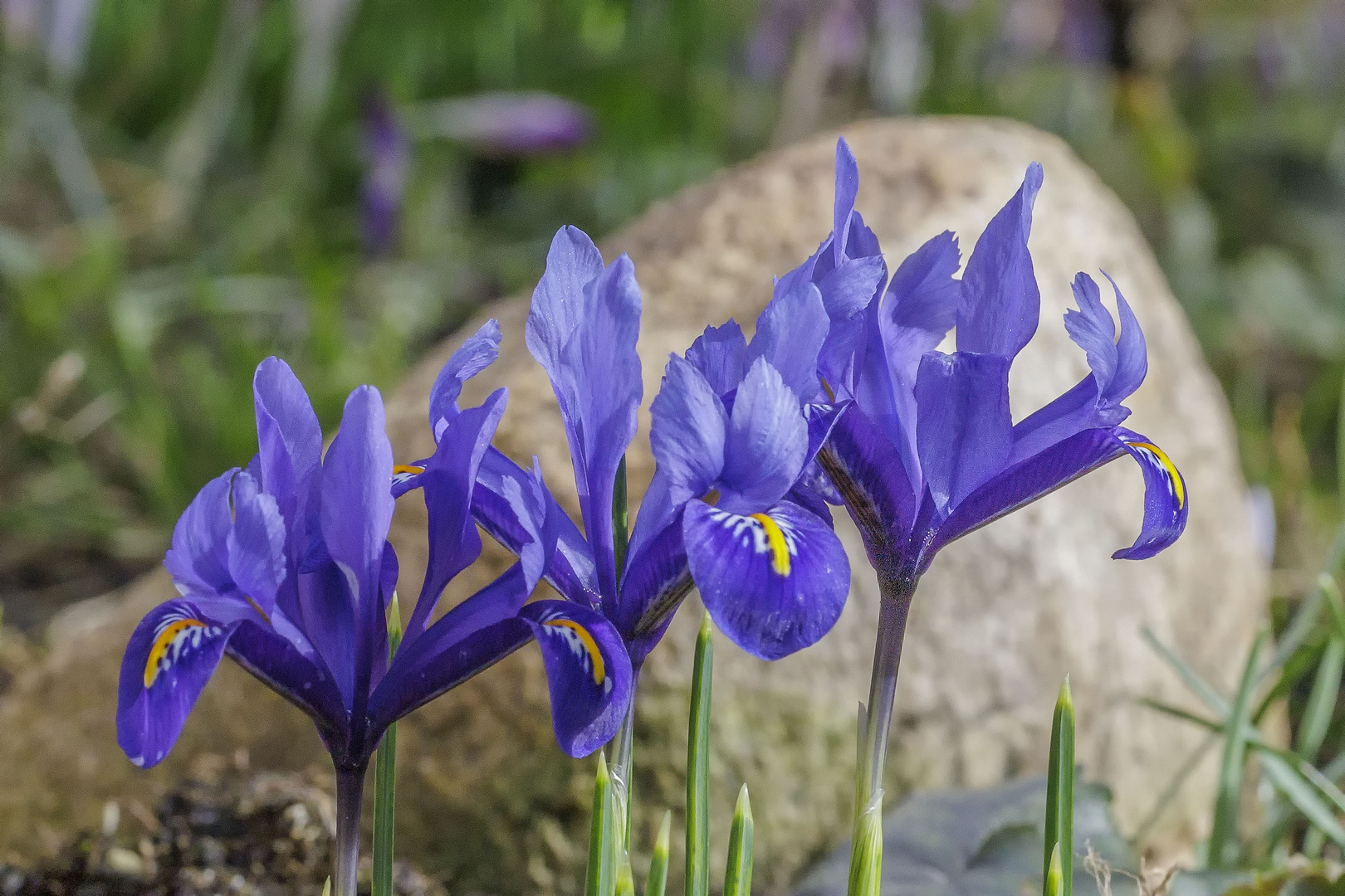 Iris_IMG_5907-3