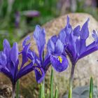 Iris_IMG_5907-3