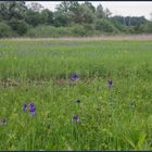 Iriswiess Heist dieses Naturschutzgebiet