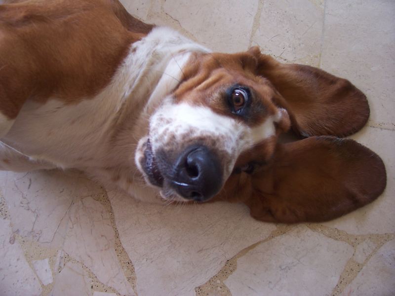 Irka, the basset Hound