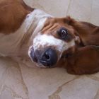 Irka, the basset Hound