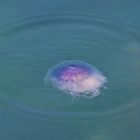 IRL13-134 Jellyfish