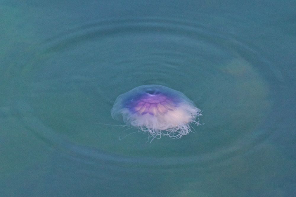 IRL13-134 Jellyfish