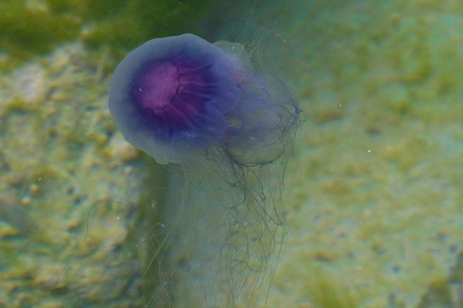 IRL13-139 Jellyfish