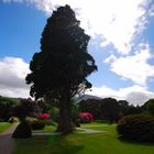 Irland 2007 - Killarney Nationalpark - ParkGarten Muckross House