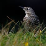 Irland 2011 -IV - Rock Pipit (Strandpieper)