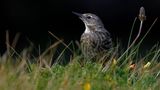 Irland 2011 -IV - Rock Pipit (Strandpieper) von Norbert Pilters 