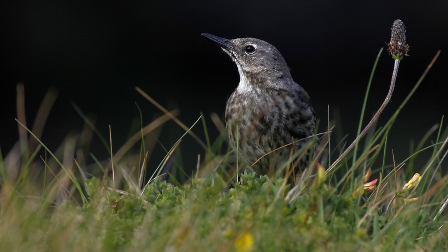 Irland 2011 -IV - Rock Pipit (Strandpieper)